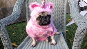unicornpug